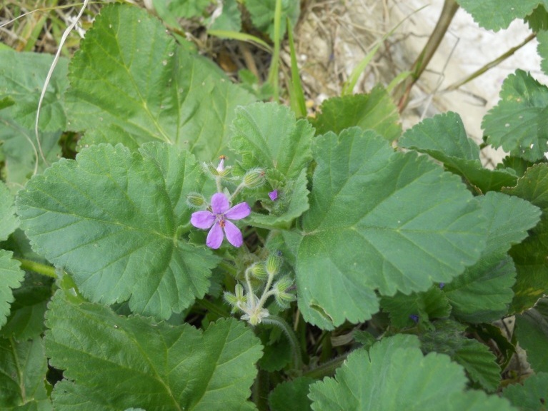 Erodium malacoides